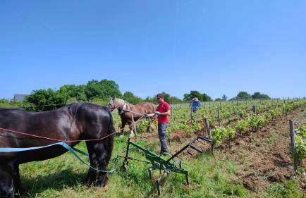La Maison Bleue de Husseau Ancienne ferme semi-troglodytique 18e siècle - Foto 39