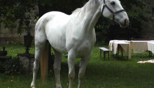 Hofgut Schackau - Photo 4, Garden