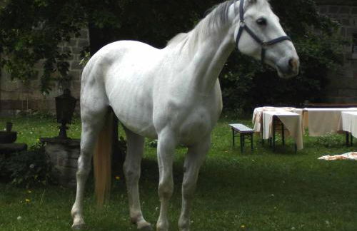 Hofgut Schackau - Photo 4