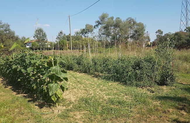 Casal Sant' Elena - Foto 25