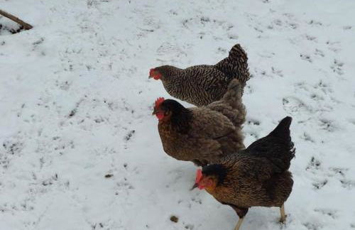 am Balkon des Erzgebirges - Foto 21