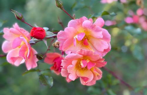 Casa Vacanze Il Puggio - Foto 19