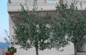 Katelia's Apartments - Foto 10