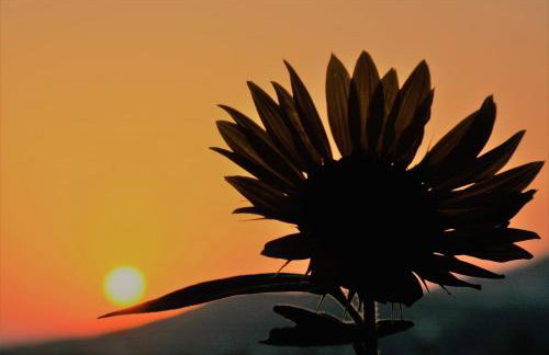 Mediterranean Studios - Photo 23