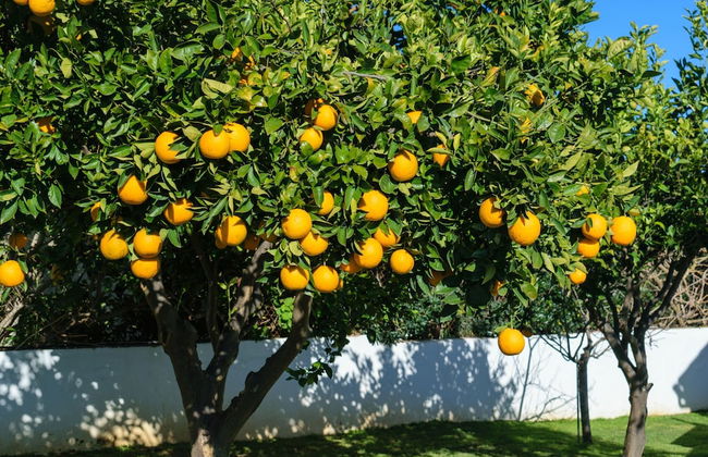 Villa Albion - Foto 36