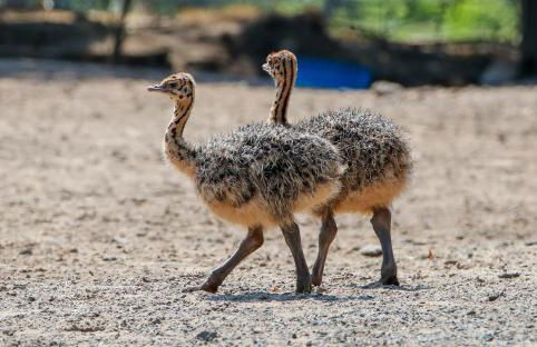 Tierpark Entdeckerhäuser - Foto 27