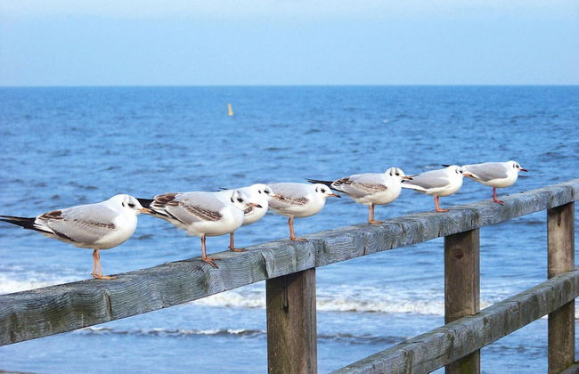Doppelhaushalfte Dunenhaus I, Trassenheide - Foto 63