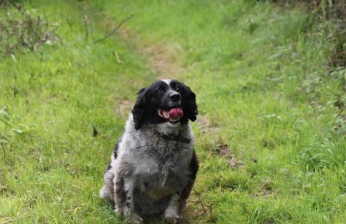 1 Courtyard cottage with hot tub and walled garden - Foto 24