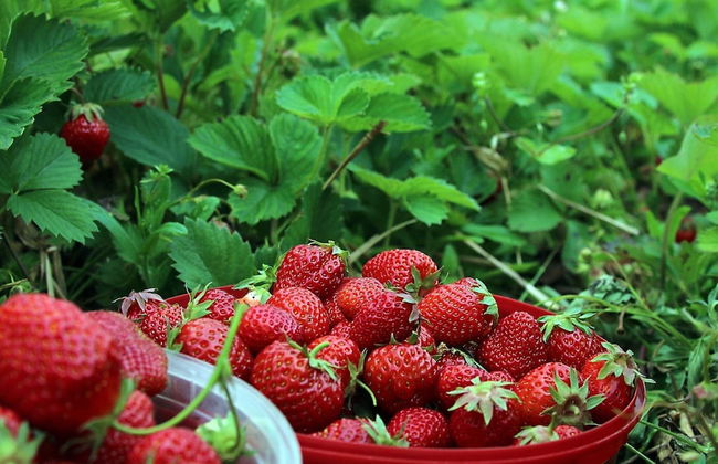 4 Person Holiday Home in Molkom-by Traum - Foto 16