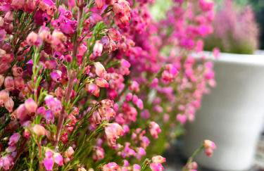 Apartment mit Garten - Garden view - Foto 21