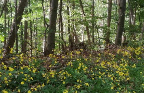 Ferienwohnung zwischen Wald und Reben - Foto 25