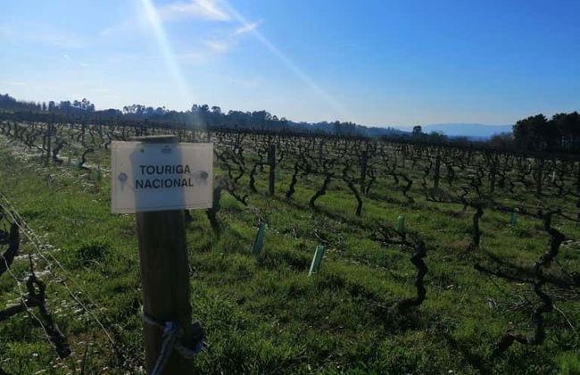 Dão Region Wine Tour - Photo 7