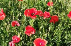 La Giribaldina Winery & Farmhouse - Foto 54