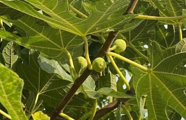 Apartments Grozdana - Foto 28