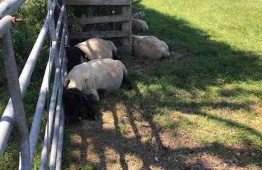 Lane End Cottage, Ovington - Foto 33