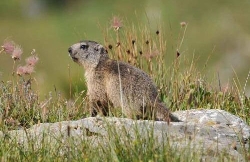 Appartement T2+cabine indépendante au départ des télécabines Saint-Gervais/Bettex/Mont d’Arbois - Foto 79