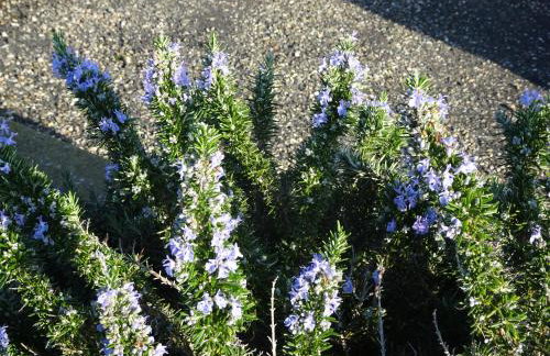 Domaine du Petit Tournebelle - Foto 53