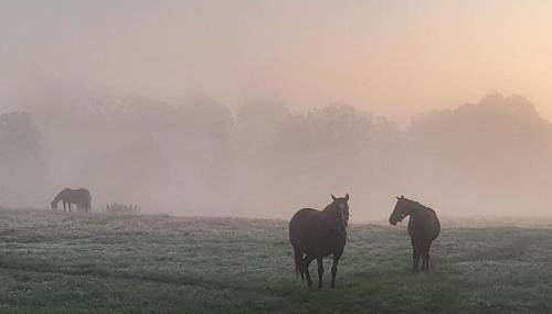 The Old Cattle Barn - Photo 5
