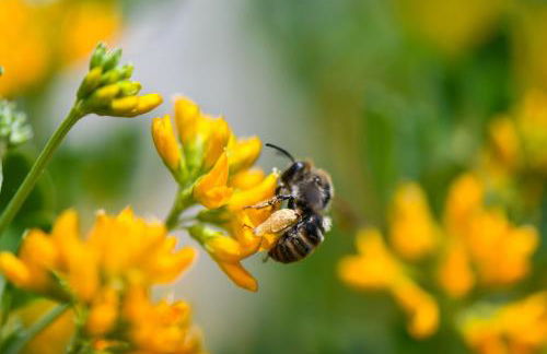 Quinta Lusitânia - Foto 31
