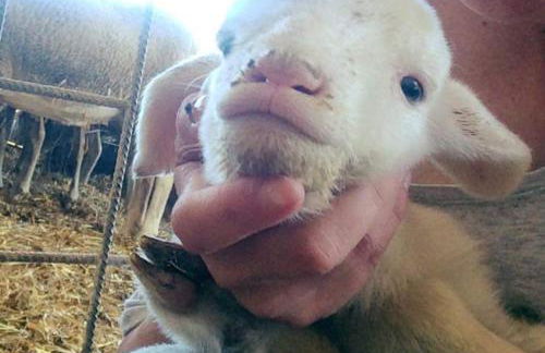 Agriturismo Oasi del Pianettino - Foto 31