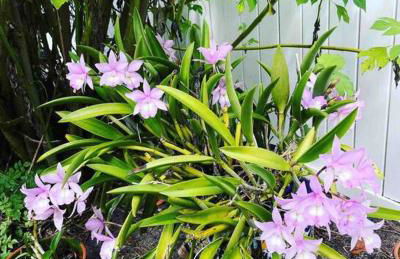 House with Heated Pool near to Florida Beaches - Foto 40