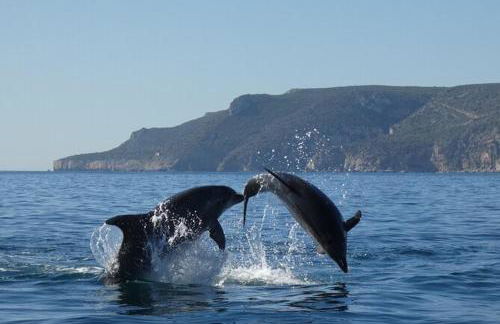 Casa Dora Gold by SesimbraSunSea - Foto 30