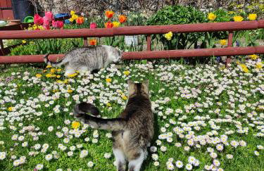 Dom wakacyjny - Foto 18