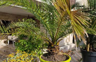 La chaume du marais poitevin avec barque green venice with boat - Foto 24