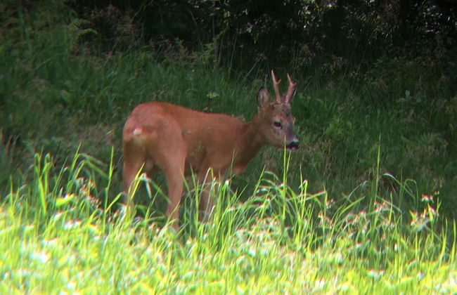 Bergheim Waeldele - Foto 59