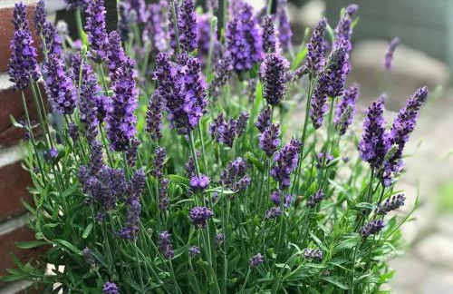 Ferienwohnung Fleckeby Schlei Fjord Light - Foto 36