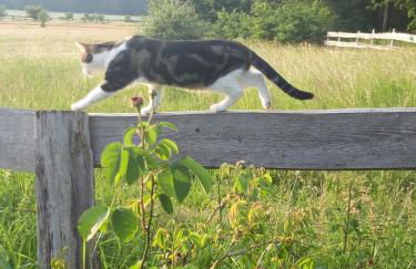 Der Konikhof, Natur, Ruhe, R-Auszeit - Photo 22