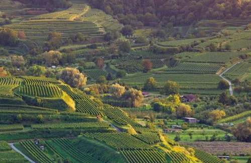 Winzerhof Henkenberg - Foto 9