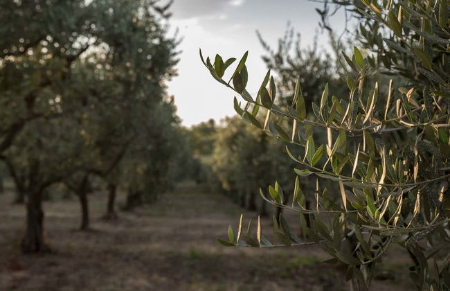 Soap Workshop & Olive Oil Tasting - Foto 10