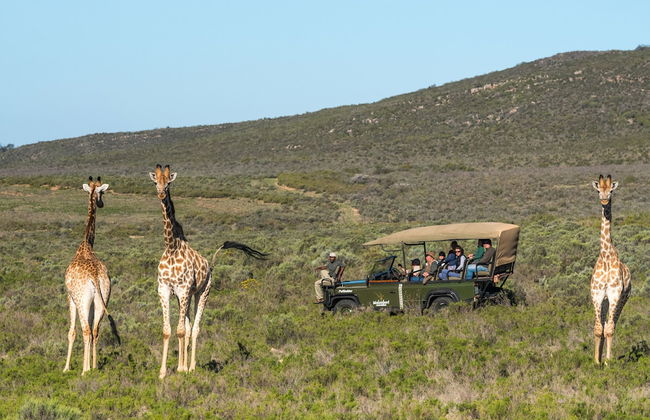 Melozhori Game Reserve - Foto 1