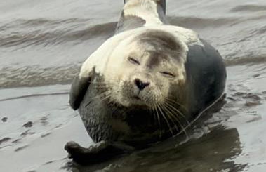 Meehrblick Alte Liebe - Foto 26