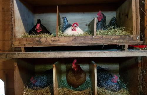 Große Ferienwohnung, auf Bauernhof mit Ponys und Pferden, ländlich und ruhig, Nähe Dümmer See - Photo 26