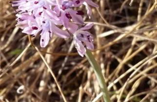 Ollar do Cido - Foto 52