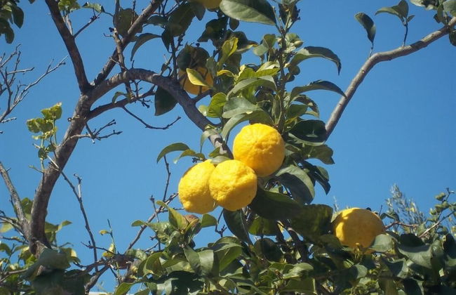 Holiday Apartment "orchidea" With Swimming Pool and Private Beach -2 - Foto 45