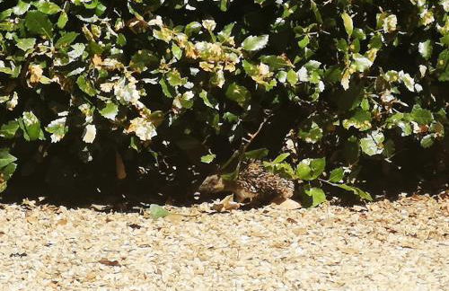 Gite Duguesclin - Photo 20