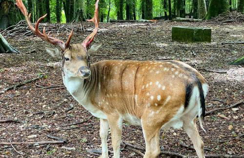 Arcaroli Borgo Vico "La Bomboniera" - Foto 8