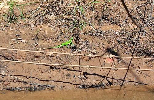 Barco Casa Pantanal Toca da Onça - Photo 47