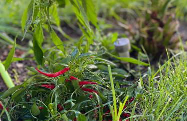 Perla dei Messapi - Foto 35