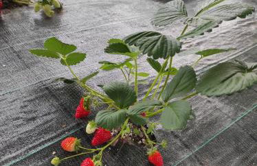 Agriturismo Al Palaz - Foto 27