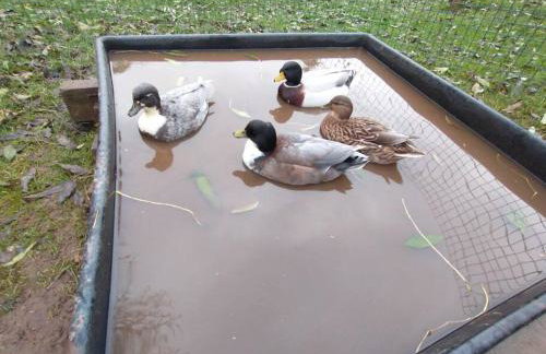 The Willow (Alton Towers, Animals, Peak District) - Foto 46