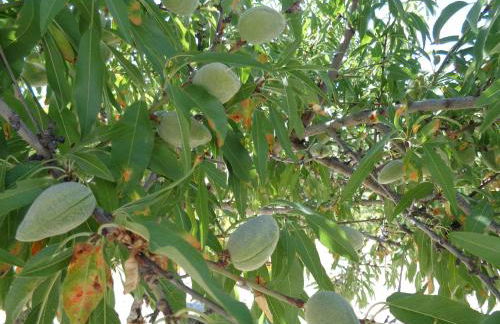 Agriturismo Baglio del Melograno - Foto 17