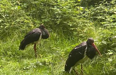 Traumblick Bayerischer Wald, Pool & Sauna, Getränke, Klimaanlage - Foto 42