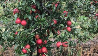 Modern, Stylish lodge with Paddock Views - Foto 4