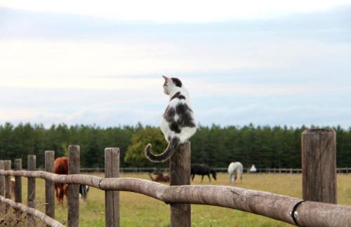 Maison Moz - Foto 36