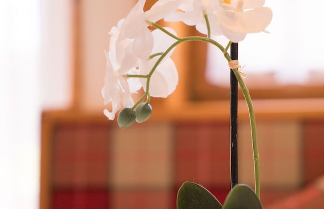 Appartement Hofmann - Foto 7