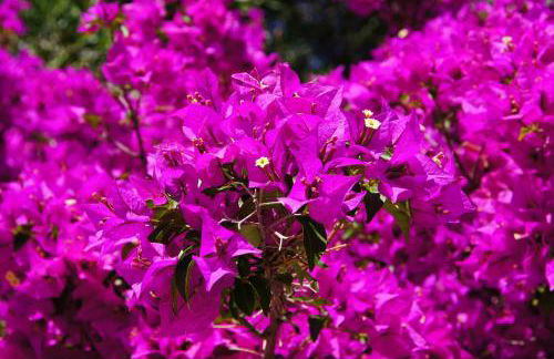 Le bougainvillea 2 - Foto 33
